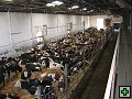 thn_Troubelice 2006 018.jpg